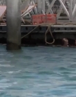 Filename=Mako_Mermaids_S02E09_mp42376.jpg
Filesize=341KiB
Dimensions=1280x720
Date added=Aug 17, 2021 Mako_Mermaids_S02E09_mp42376.jpg