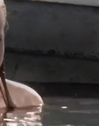 Filename=Mako_Mermaids_S02E09_mp42822.jpg
Filesize=237KiB
Dimensions=1280x720
Date added=Aug 17, 2021 Mako_Mermaids_S02E09_mp42822.jpg