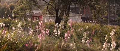 Jasper_Jones_mp45204.jpg