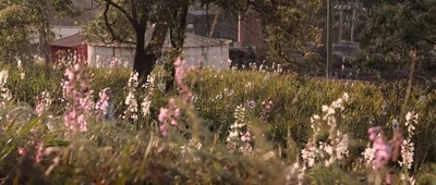 Jasper_Jones_mp45207.jpg