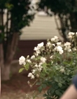 Filename=Jasper_Jones_mp42402.jpg
Filesize=315KiB
Dimensions=1280x544
Date added=Aug 17, 2021 Jasper_Jones_mp42402.jpg