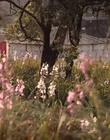 Filename=Jasper_Jones_mp45204.jpg
Filesize=526KiB
Dimensions=1280x544
Date added=Aug 17, 2021 Jasper_Jones_mp45204.jpg